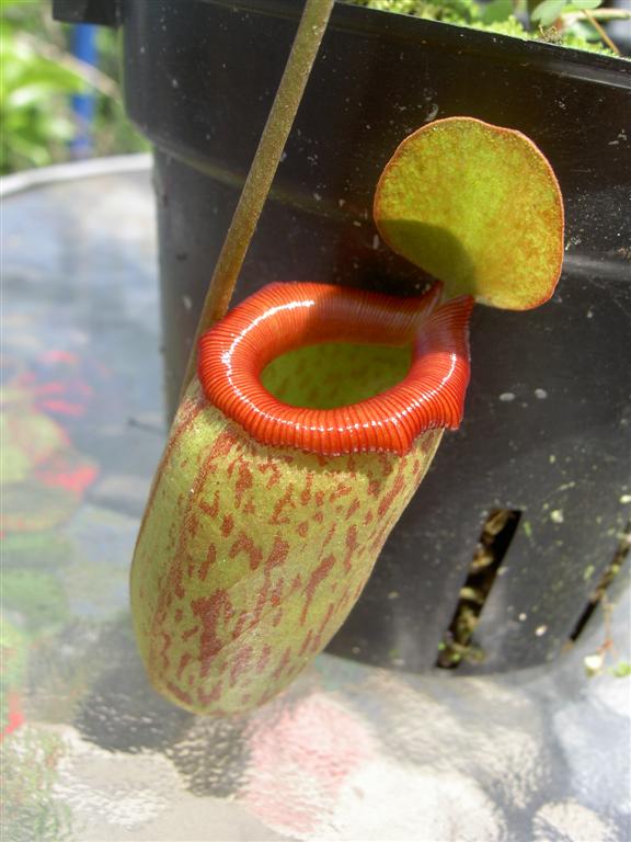 Nepenthes x ventrinermis 2